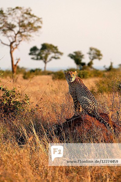 Kruger National Park. Lower Sabie. Cheetah ( Acinonyx jubatus ) in savanna. South Africa.