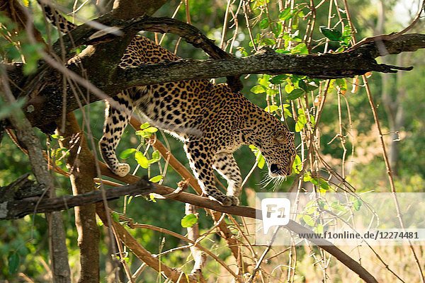 Serengeti National Park. Leopard (Panthera pardus) descending from a tree. Tanzania.
