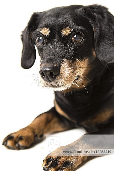 Portrait of a Rottweiler Dachshund cross dog.
