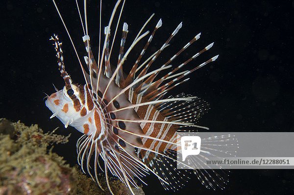 Spotfin Lionfish (Pterois antennata)  Maulana Jetty dive site  Bandanaira  Maluku (Moluccas)  Banda Sea  Indonesia.