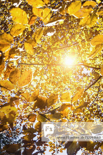 Die Sonne scheint durch das Herbstlaub