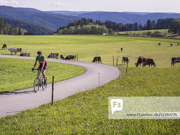 Cyclist passing by cows grazing on field in the Middle Black Forest  Germany