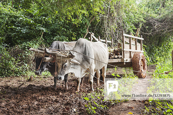 Ox Cart on field  Vinales  Cuba