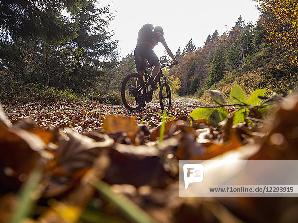 Mountain biker climbing track in the woods towards Ringelbuhlkopf  Alsace  France
