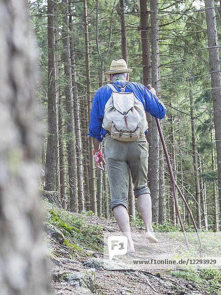 Rückansicht eines älteren Mannes beim Wandern im Mittleren Schwarzwald  Baden-Württemberg  Deutschland