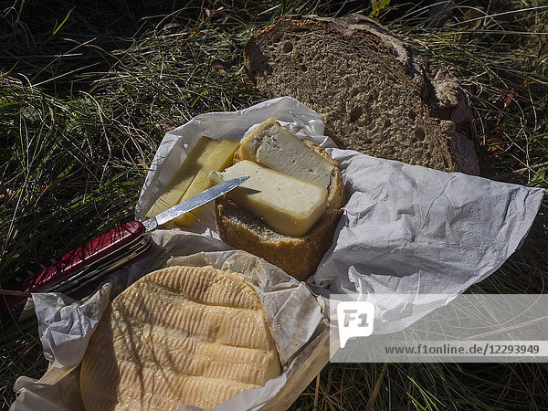 French cheese with knife on grass  Munster  Vosges  France