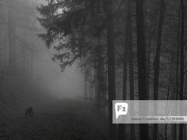 Silhouette von Bäumen und Hund im Schwarzwald  Baden-Württemberg  Deutschland