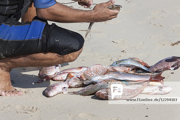 Fischer säubert tote Fische am Strand  Havanna  Kuba