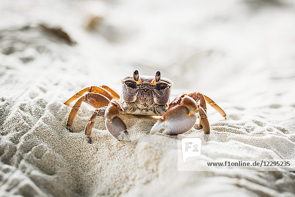 Nahaufnahme einer Krabbe auf Sand am Strand  Insel La Digue  Seychellen