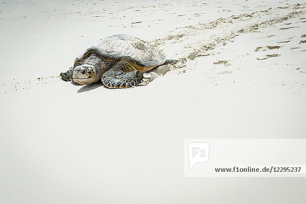 Schildkröte auf Sand am Strand bei Sonnenschein  Seychellen