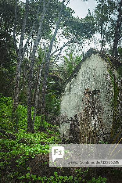 Verlassenes Haus bei Bäumen im Wald,  Insel La Digue,  Seychellen