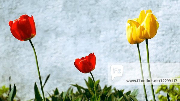 Rote und gelbe Tulpen wehen im Wind  Nahaufnahme