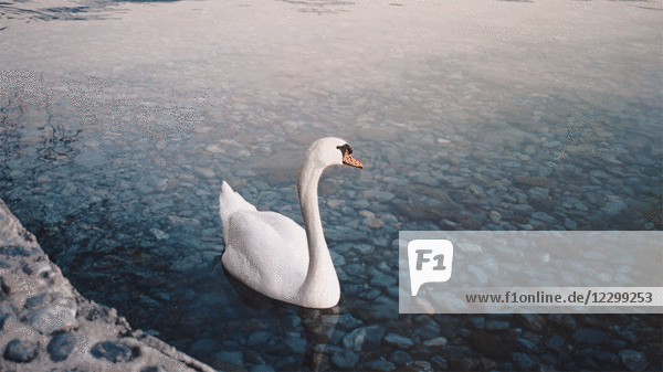 Schwan im Teich