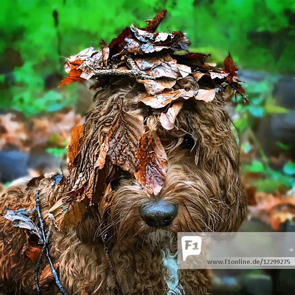 Hund mit Blättern auf dem Kopf