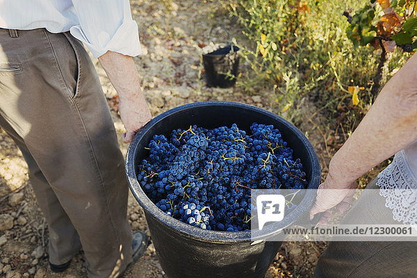 Two senior women carrying bucket filled with grapes in vineyard  Estremoz  Alentejo  Portugal