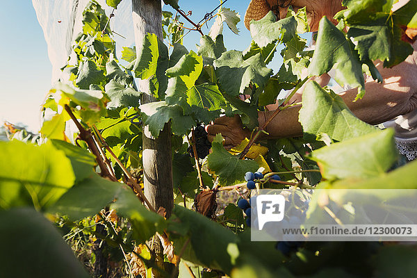Ältere Frau bei der Traubenernte im Weinberg  Estremoz  Alentejo  Portugal
