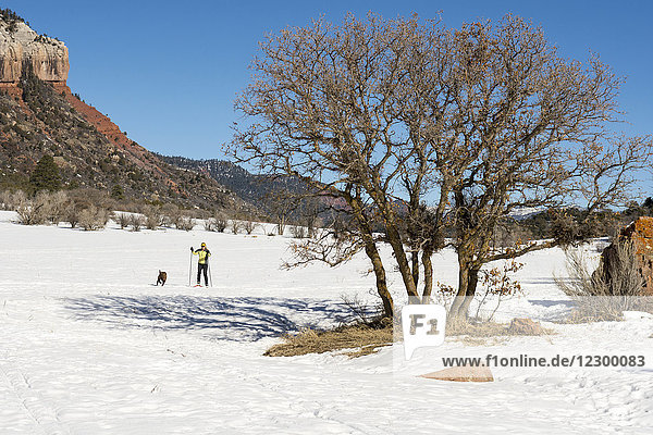 Erwachsene Frau beim Skifahren mit Hund im Falls Creek Valley an einem sonnigen Tag  Durango  Colorado  USA