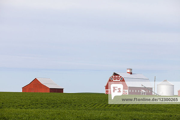 Bauernhof mit roten Scheunen und Feld  Palouse  Washington State  USA
