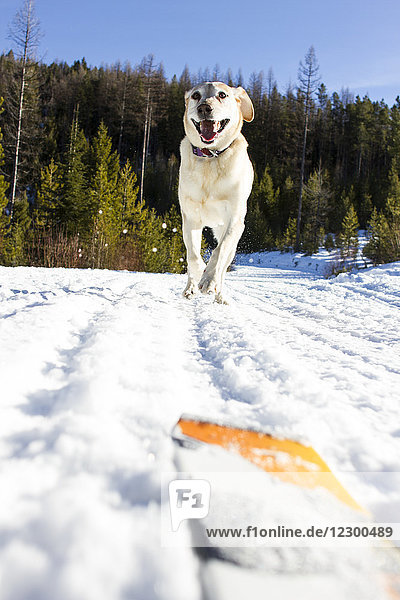 Labrador Retriever läuft auf Schnee  nachdem sein Besitzer in den Bergen Ski gefahren ist  Lolo  Montana  USA