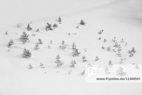 Natural scenery with pine trees in snow in winter Dhakovo mountain Kraljevo Sumadija and Western Serbia Serbia