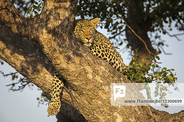 Naturfoto mit einem einzelnen weiblichen Leoparden (Panthera pardus) hoch in einem Baum im Sabi Sands Game Reserve  Mpumalanga  Südafrika