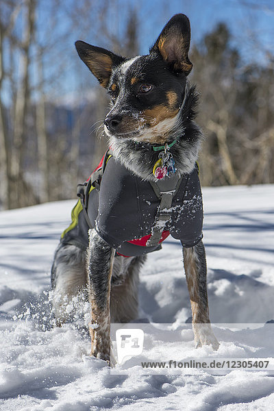 Portrait of Australian cattle dog wearing dog coat sitting on snow and looking away  Colorado  USA