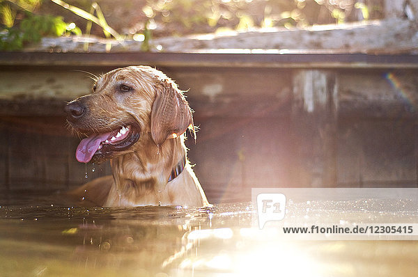 Nasser Golden Retriever Hund im Wasser
