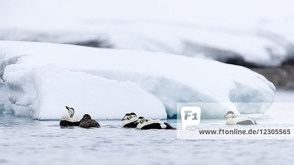 Schönes arktisches Naturfoto mit einer Gruppe von Eiderenten (Somateria mollissima)  die im Arktischen Ozean schwimmen  Spitzbergen  Svalbard und Jan Mayen  Norwegen