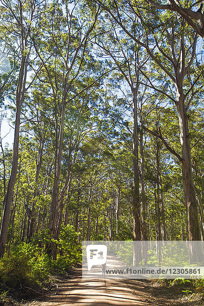 Entfernte Ansicht einer Frau  die einen unbefestigten Weg im Boranup Forest  Leeuwin Naturaliste National Park  Westaustralien  entlanggeht
