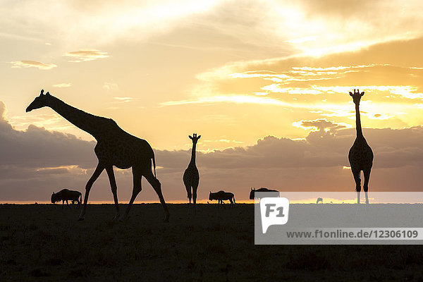 Ruhige Szene mit Giraffen und Gnus als Silhouette bei Sonnenuntergang  Masai Mara National Reserve  Kenia