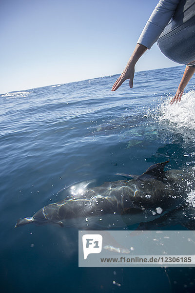 Mother and daughter reaching their hands over the bow of a moving boat to try and touch a dolphin swimming below in the ocean near San Diego  California.