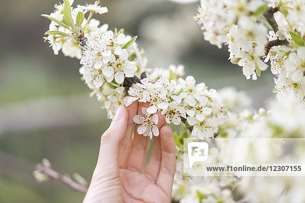 Handberührende weiße Blüten des Obstbaums  Nahaufnahme
