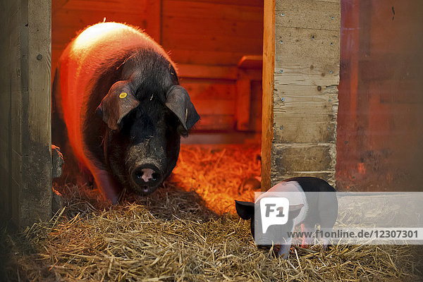 Deutschland  Sau und Ferkel im Schweinestall auf dem Bauernhof