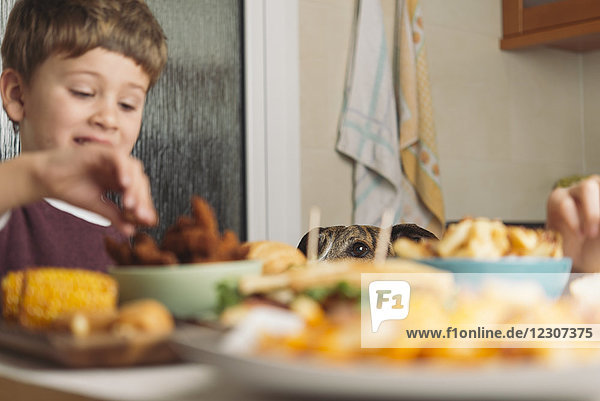 Hund beobachtender Junge beim Essen am Esstisch zu Hause