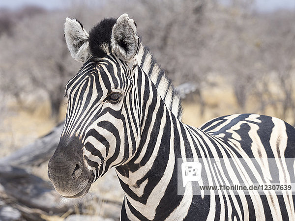 Afrika  Namibia  Etoscha-Nationalpark  Portrait eines einfachen Zebras  Equus quagga