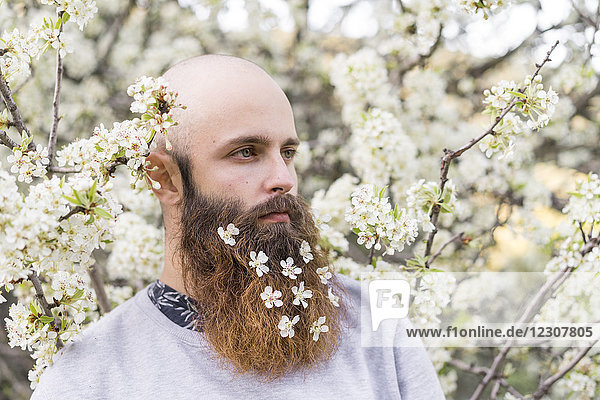 Porträt des Hipsters mit weißen Baumblüten im Bart