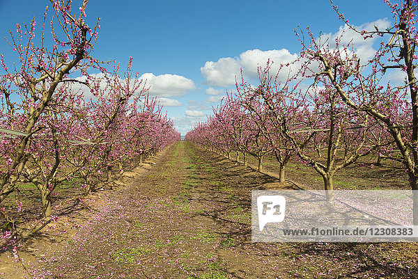 Spanien  Aitona  Reihen blühender Pfirsichbäume