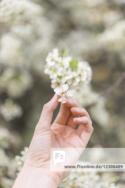 Hand hält weiße Blüte des Obstbaums  Nahaufnahme