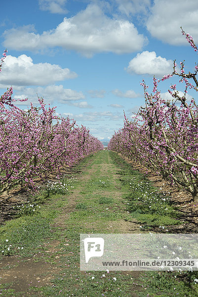 Spanien  Aitona  Reihen blühender Pfirsichbäume