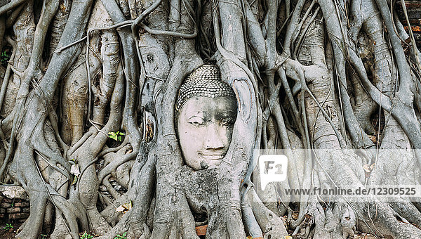 Thailand  Ayutthaya  Buddha Kopf zwischen Baumwurzeln im Wat Mahathat
