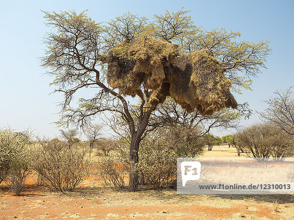 Afrika  Namibia  Gemeinschaftsnest von Webervögeln