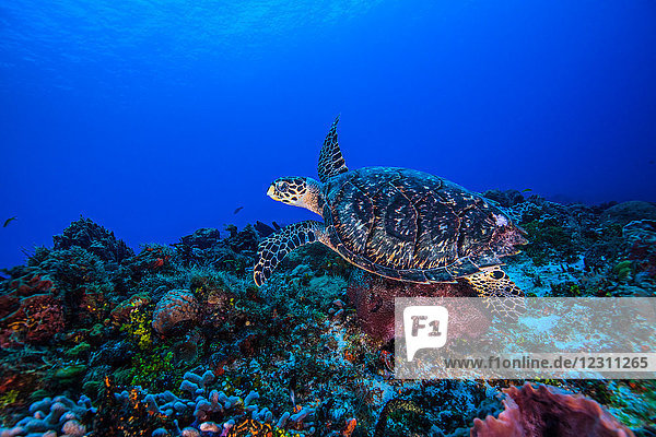 Underwater view of hawksbill turtle swimming over seabed