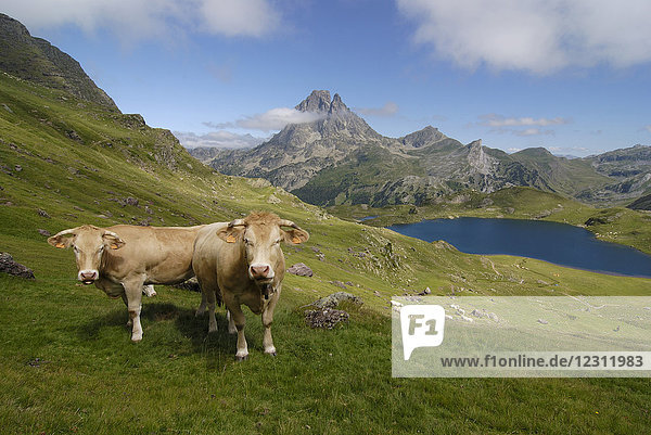 Atlantic pirineas  2 cows are watching the photographer in the fields above the Ayous lake dominated by the pic du midi d'Ossau summit 2884m high.