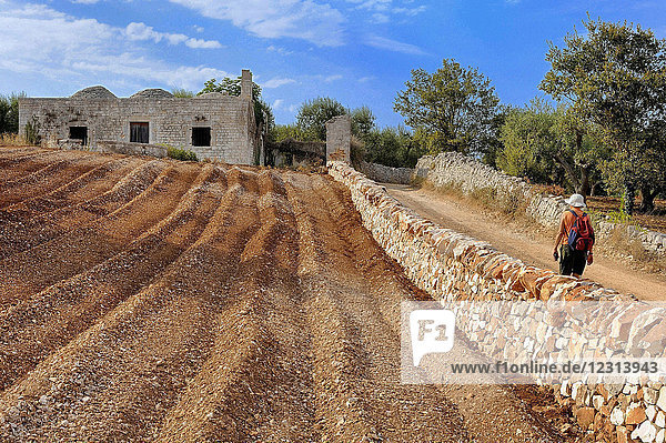 Italy  Apulia  Itria Valley  hiker on a country road  ploughed field in an olive grove and Trulli (dry-stone cabins with conical roofs)