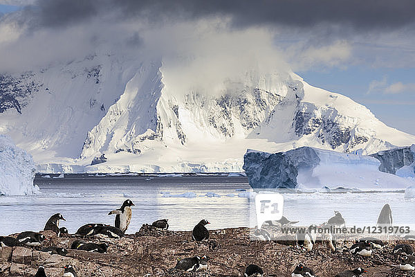 Eselspinguin (Pygoscelis papua) Kolonie  Cuverville Insel  Errera Kanal  Danco Küste  Antarktische Halbinsel  Antarktis  Polargebiete