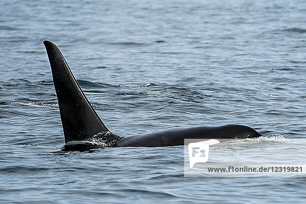 Schwertwalschar (Orcinus orca)  Resurrection Bay  Kenai Fjords National Park  Alaska  Vereinigte Staaten von Amerika  Nordamerika