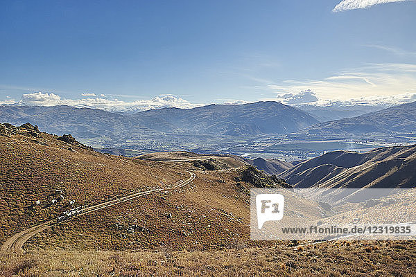 Sheep graze hillsides overlooking Cromwell with gold-mining excavations beyond  Otago  South Island  New Zealand  Pacific