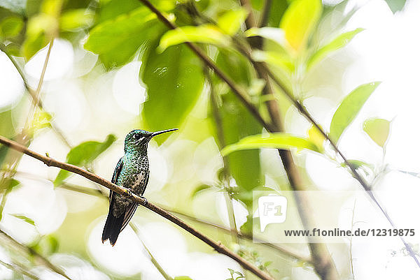 Kolibri im Monteverde-Nebelwald  Provinz Puntarenas  Costa Rica  Mittelamerika