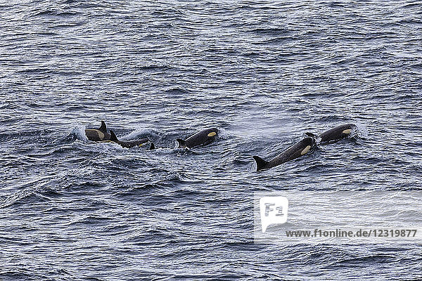 Gruppe von Schwertwalen des Typs B (Orcinus orca) mit Gelbstich aufgrund von Kieselalgen  Gerlache Strait  Antarktische Halbinsel  Antarktis  Polarregionen