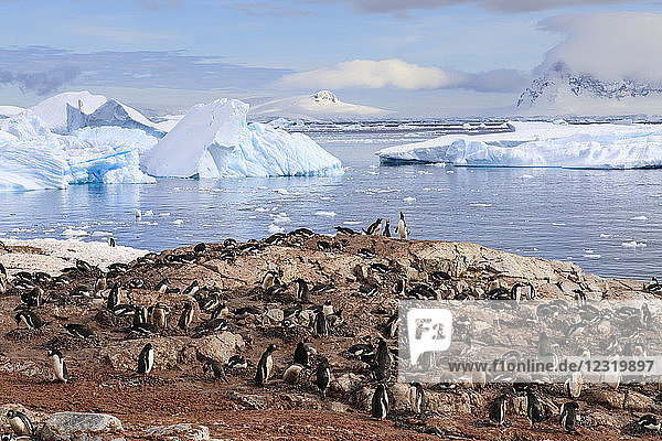 Eselspinguin (Pygoscelis papua) Kolonie  Cuverville Insel  Errera Kanal  Danco Küste  Antarktische Halbinsel  Antarktis  Polargebiete